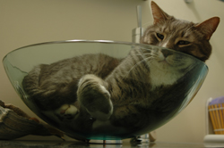 hair in the sink